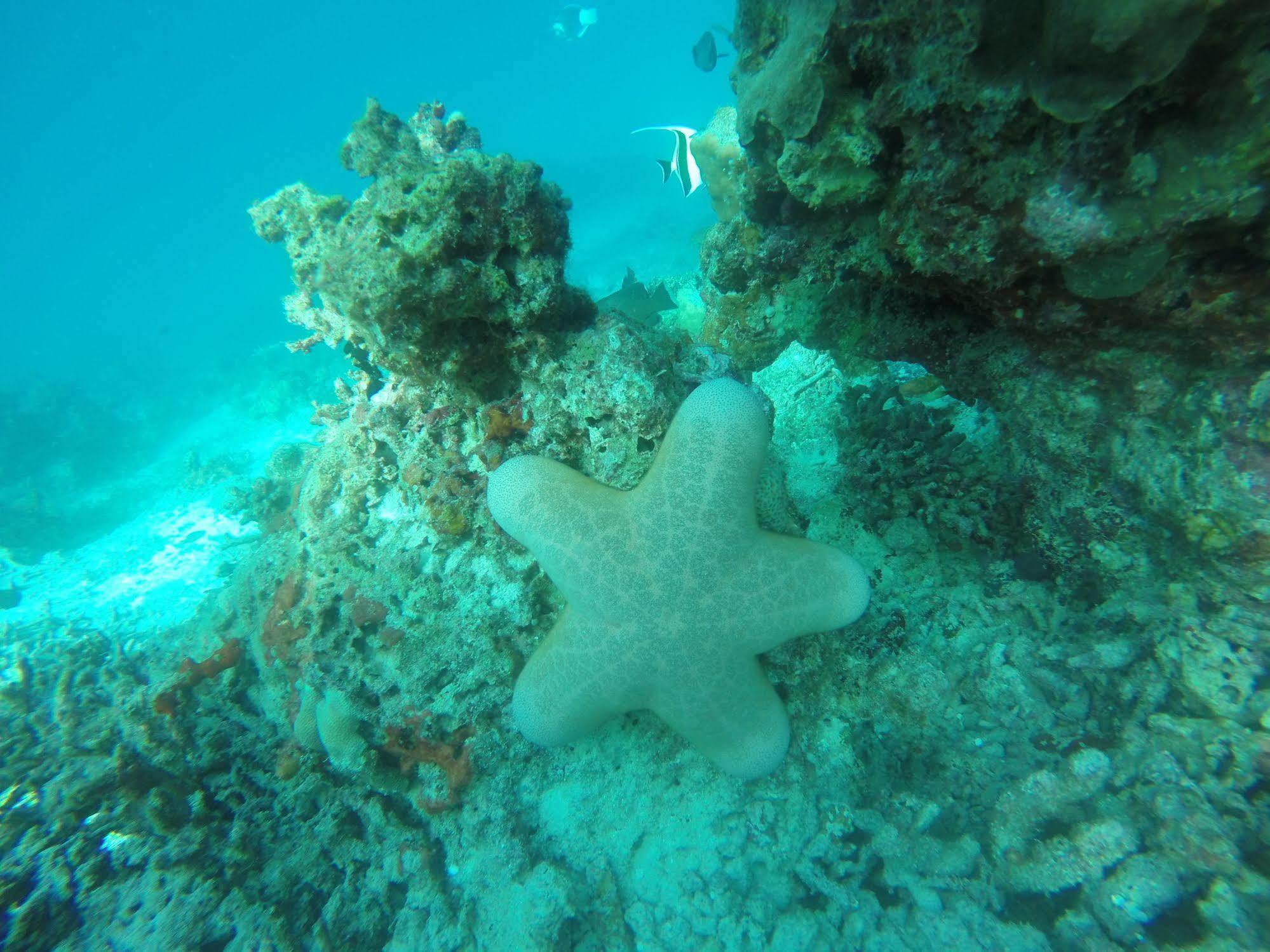 White Sand Lodge Maafushi Kültér fotó